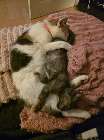 Beautiful Female cat needs a forever home
