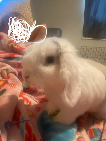 5 month old mini lop