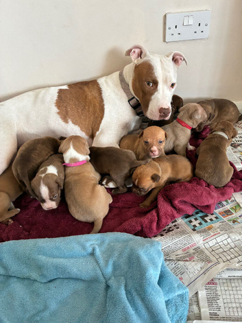 11 Puppies for sale ready 11th September