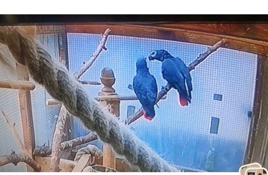 Breading pair of African grey parrot for sale