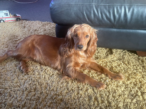 4 year old cocker bitch