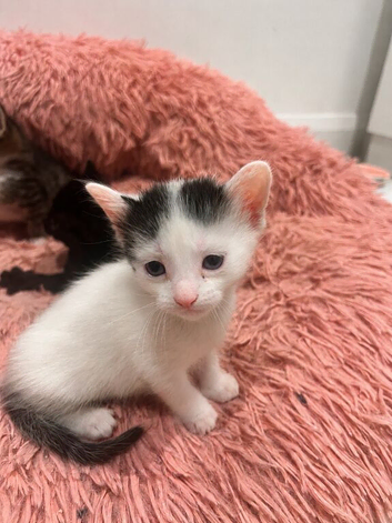 ONLY 2 remaining - Gorgeous Mixed Breed Kittens &ndash; Ready First Week of August