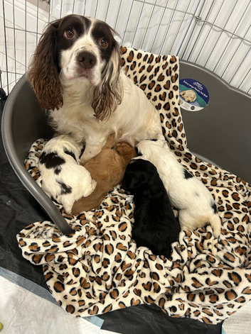 4 beautiful Working Cocker boys