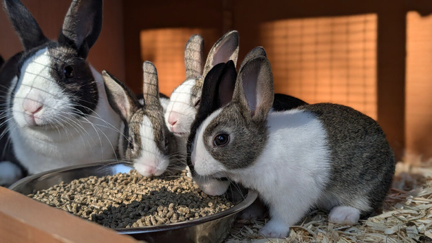 Dutch rabbit babies ready soon