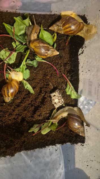 4 african land snails