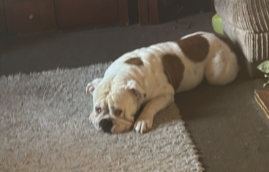 Rocco
