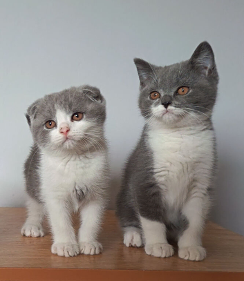 Gorgeous pedigree kittens