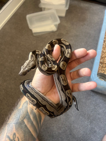Boa constrictor