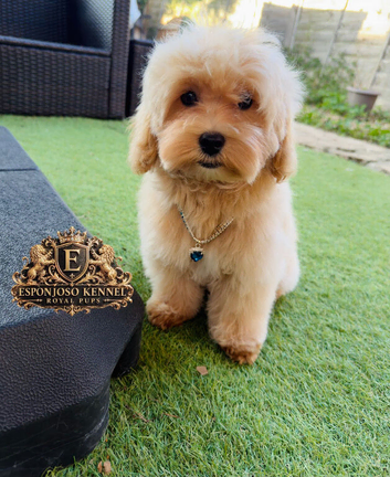 Last Exquisite Esponjoso Royal maltipoo Boy