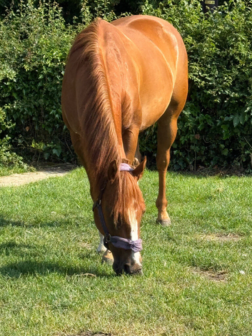 15h 5 year chestnut AQH