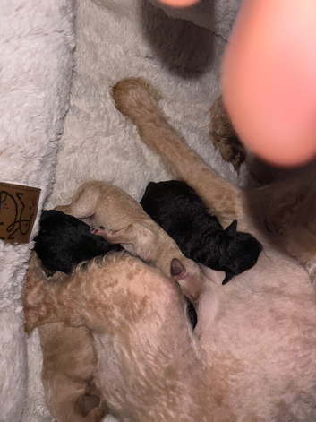 F3 cockapoos