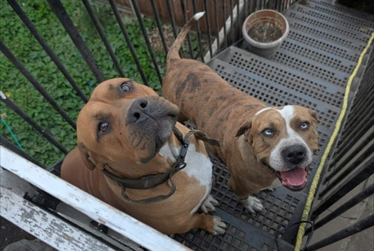 beautiful pups