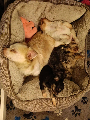 Most beautiful litter of Chihuahua x Pomeranian puppies. Unique markings and super temperaments.