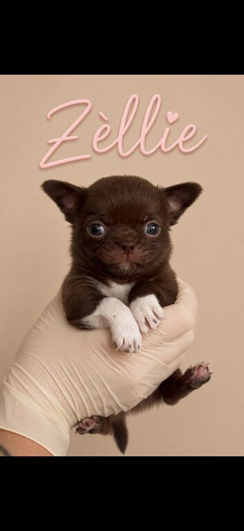 Stunning chihuahua puppies