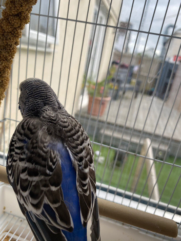 Hen budgie