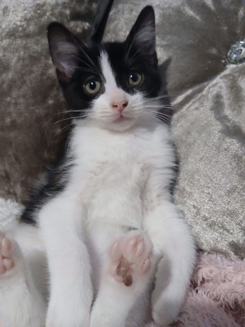 Black & white fluffy male kitten