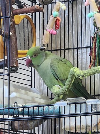 Green male ringneck