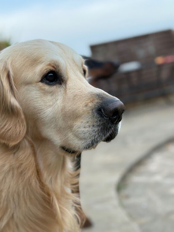 Golden retriever stud