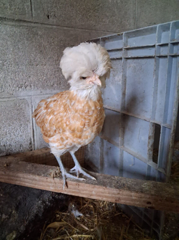 Chamois Polish chickens