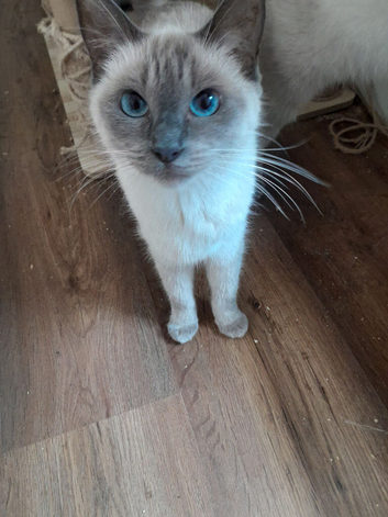 Rag doll kittens