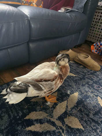 Appleyard duck