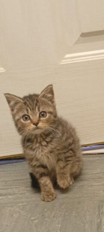 Tabby kittens
