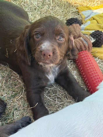 Beautiful Cocker Spaniel Girl ️  One gorgeous brown Cocker Spaniel girl left from a litter of 7. She&rsquo;s 8 weeks old, first vaccinated, healthy, happy a