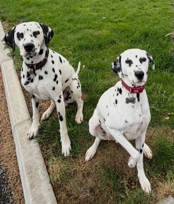 Pedigree Dalmatians waiting list due end sep
