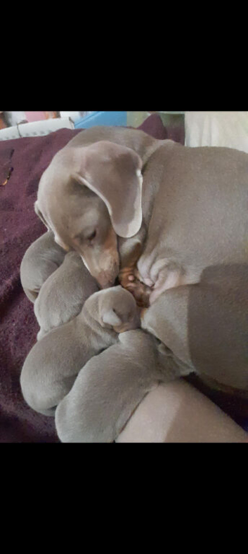 Miniature dachshund puppy for ssle