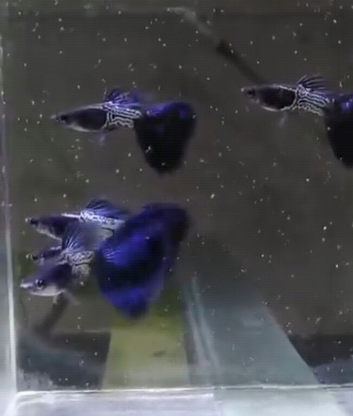 Blue metal snake skin guppy guppies