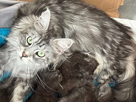 Polly MaineCoon
