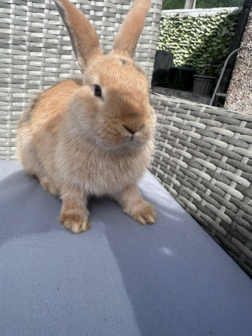 Rabbits for sale