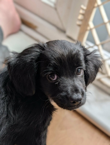 Chihuahua x cocker boy