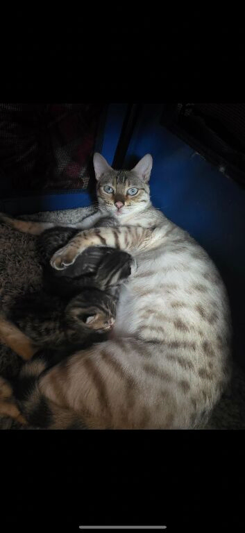 Bengal x Mainecoone boys
