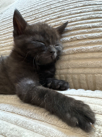 1 Black/Tabby kitten for sale