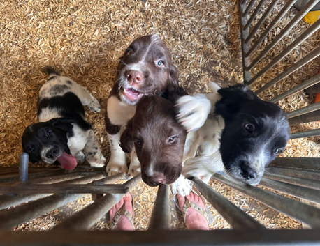 Working English Springer Spaniels