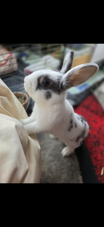 Bunny to a good home