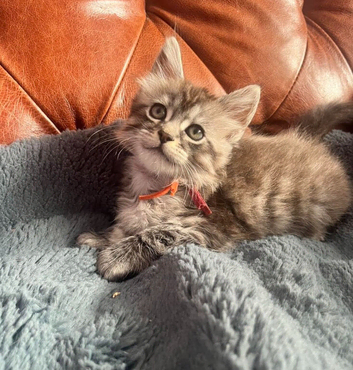 Ragamuffin x Maine Coon Kittens For Sale