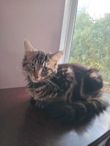 Medium long coat tabby female kitten