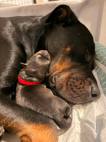 American Bull &times; Labrador &times; Rottweiler &times; German Shepherd