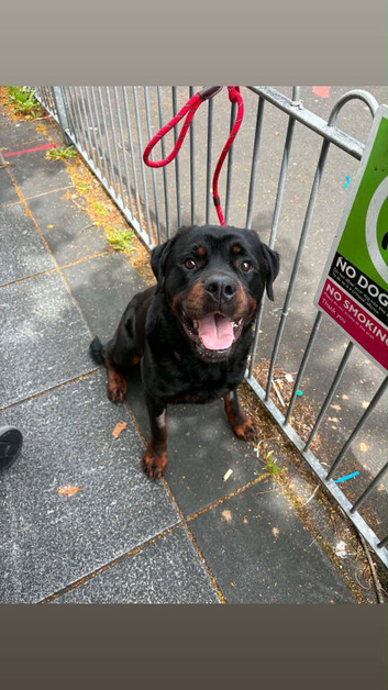Rottweiler