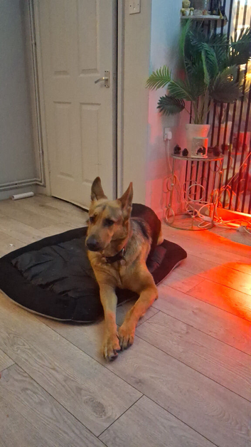 Hi looking 2 mate my girl she's 5 yrs old