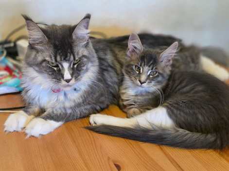Maine Coon TICA registered Champiom Bloodline Kittens for Sale