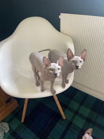 Amazing Sphynx