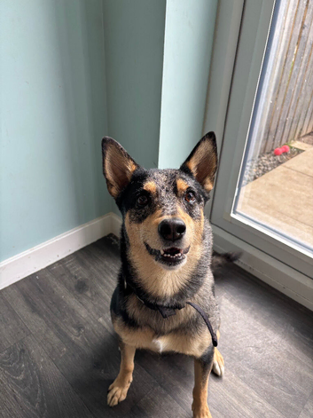 Mix breed. Ozzy