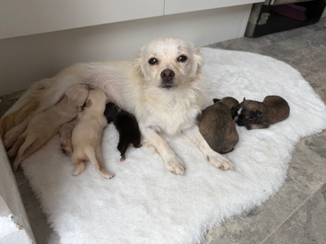 Micro teacup Pomchi chihuahua and Pomeranian