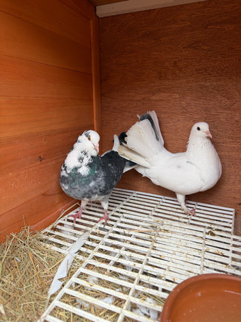 Fantail breeding pair