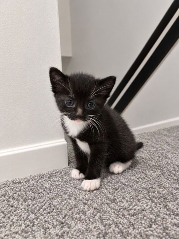 X ragdoll kitten