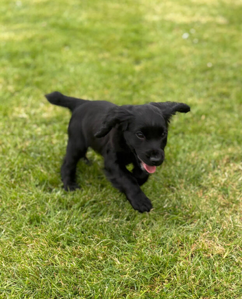 Puppy 1 boy