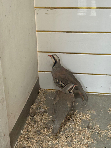 Partridge for sale